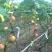 优质无花果青皮无花果苗自家种植80cm以上