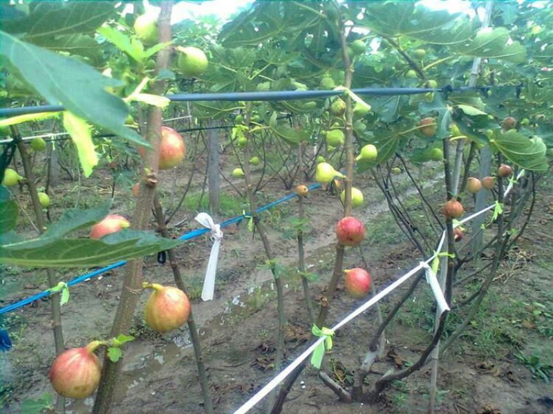 优质无花果青皮无花果苗自家种植80cm以上