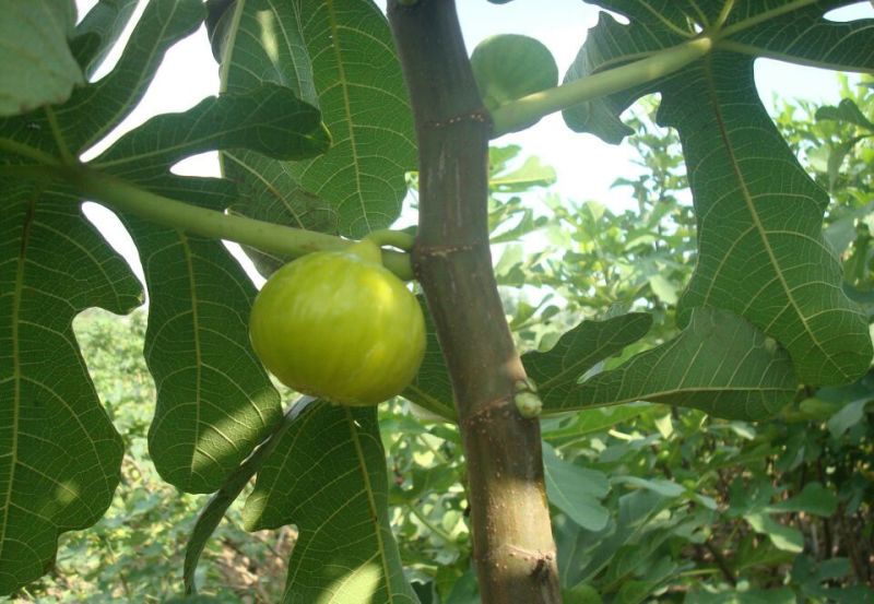 优质无花果青皮无花果苗自家种植80cm以上