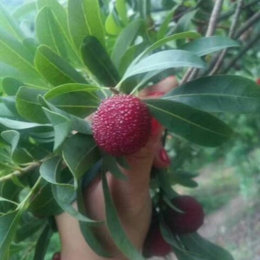 仙居杨梅3~4cm
