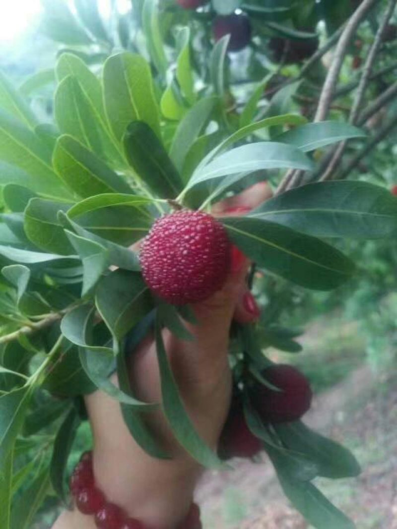 仙居杨梅3~4cm