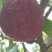 荸荠种2~2.5cm