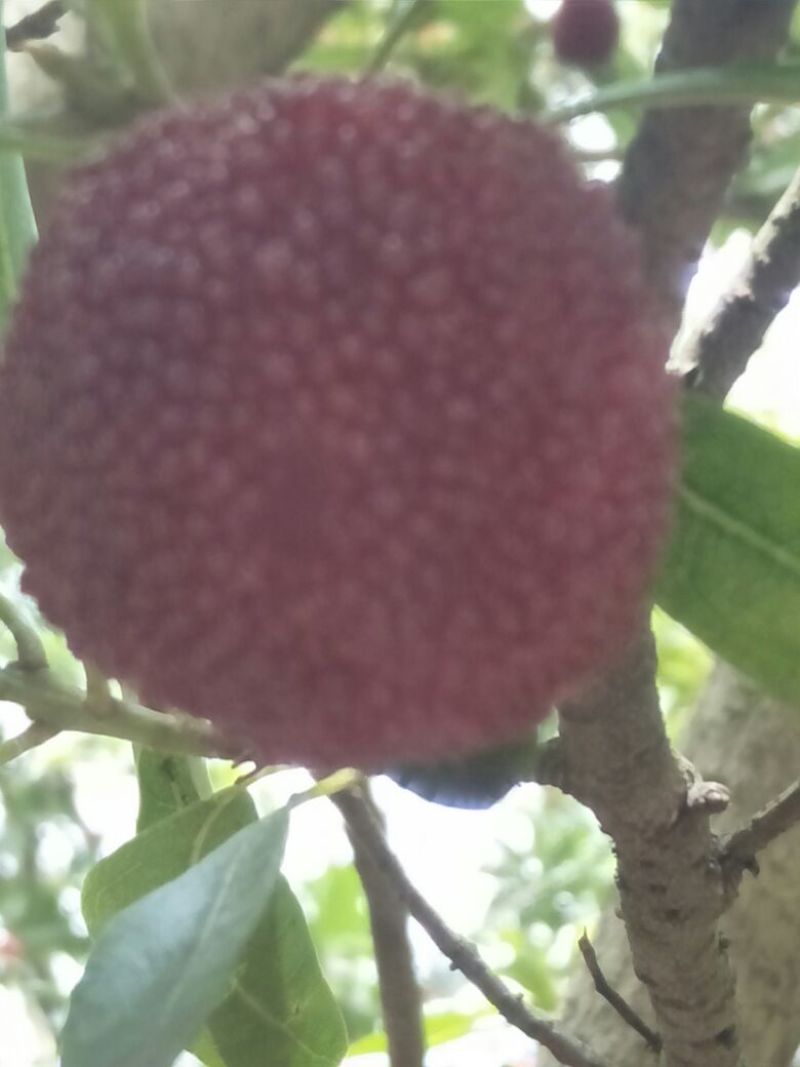 荸荠种2~2.5cm