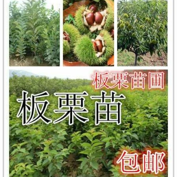 大红袍板栗苗双季板栗苗嫁接苗南方北方盆栽地栽庭院种植