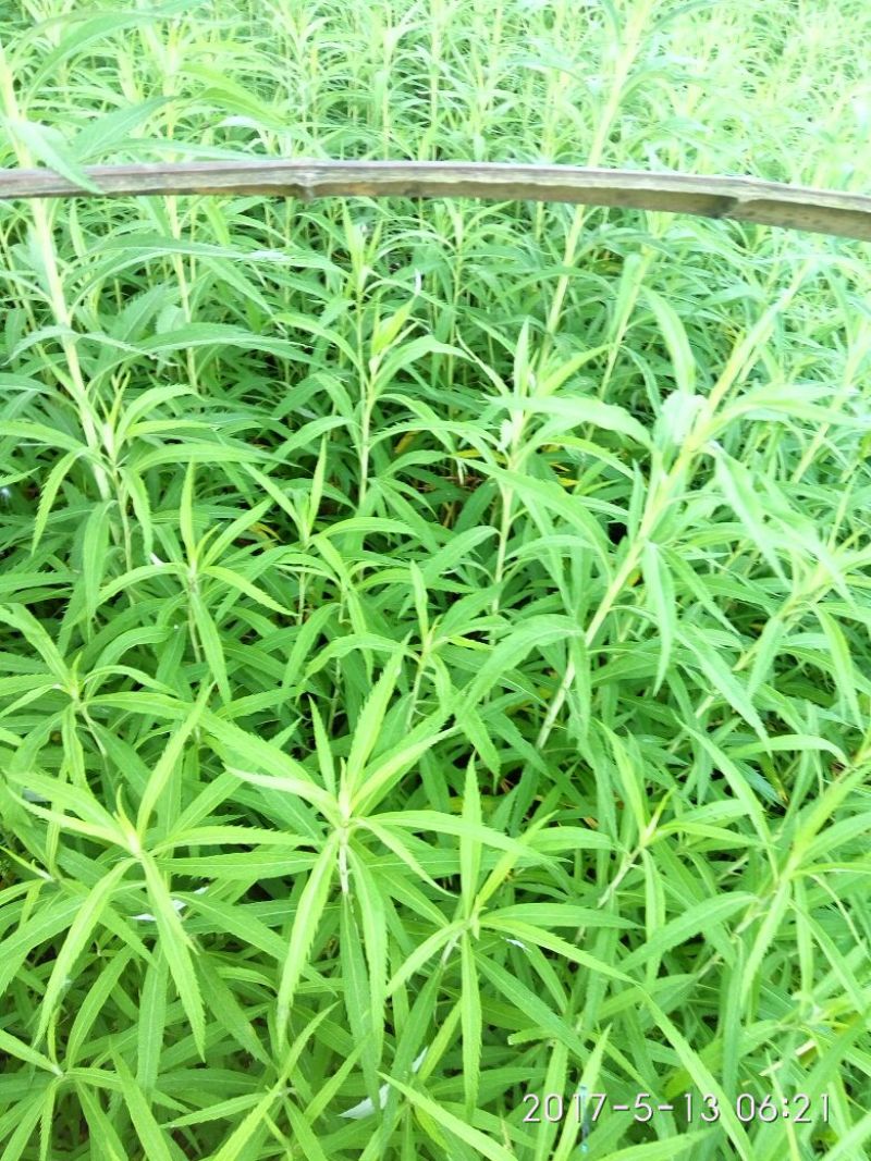 芦篙
