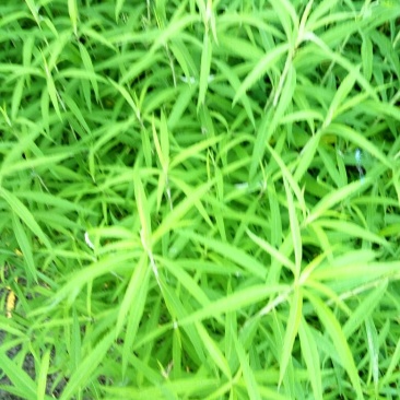 芦篙