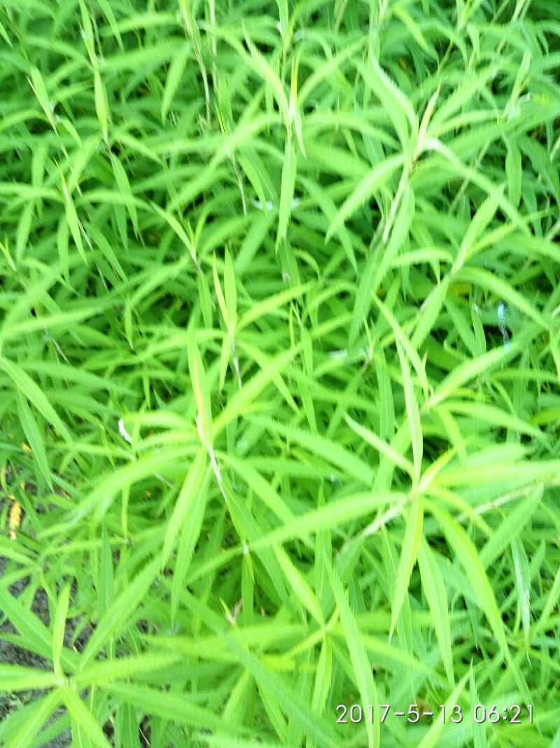 芦篙