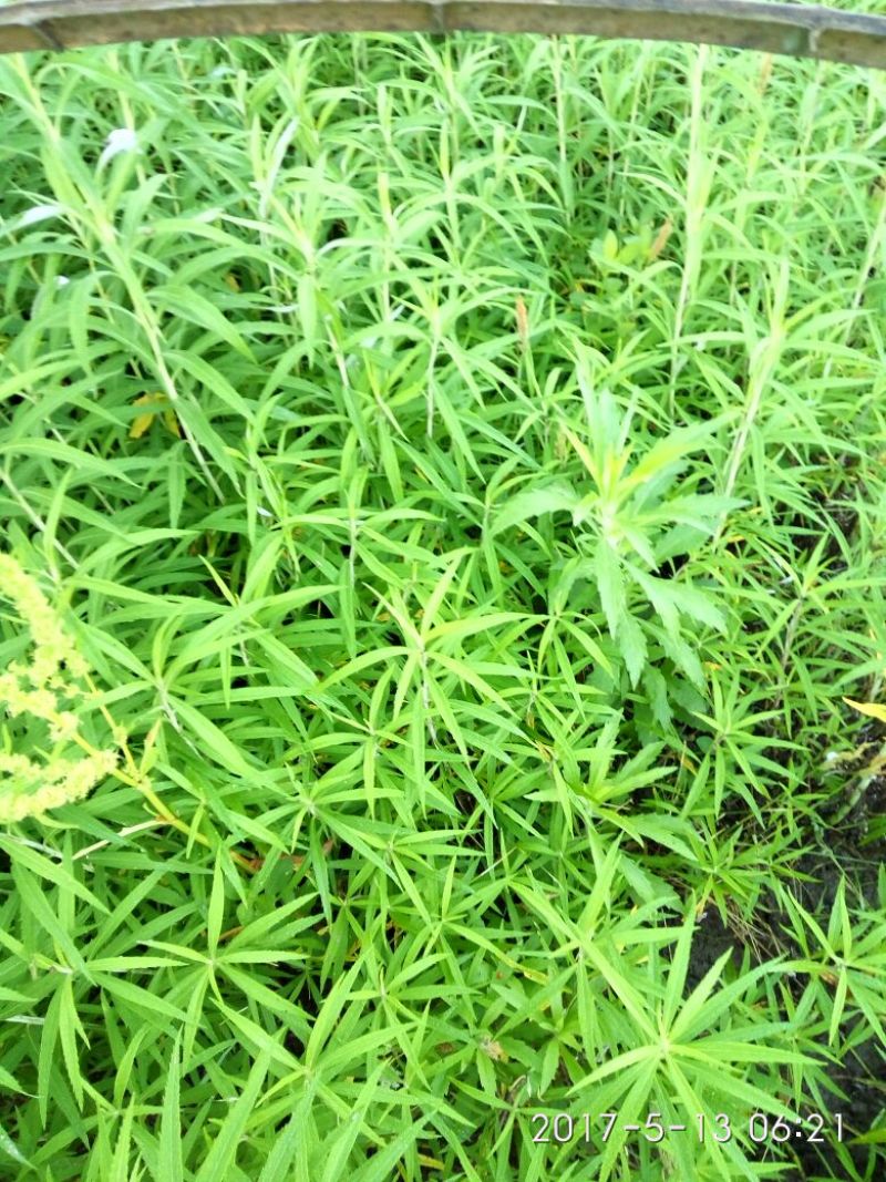 芦篙
