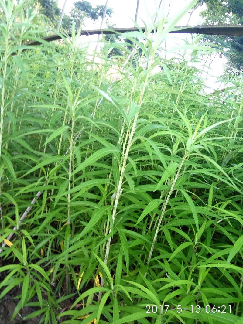 芦篙