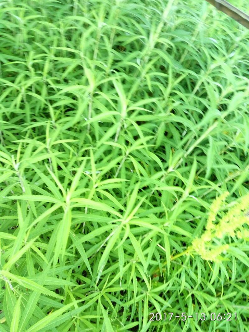 芦篙