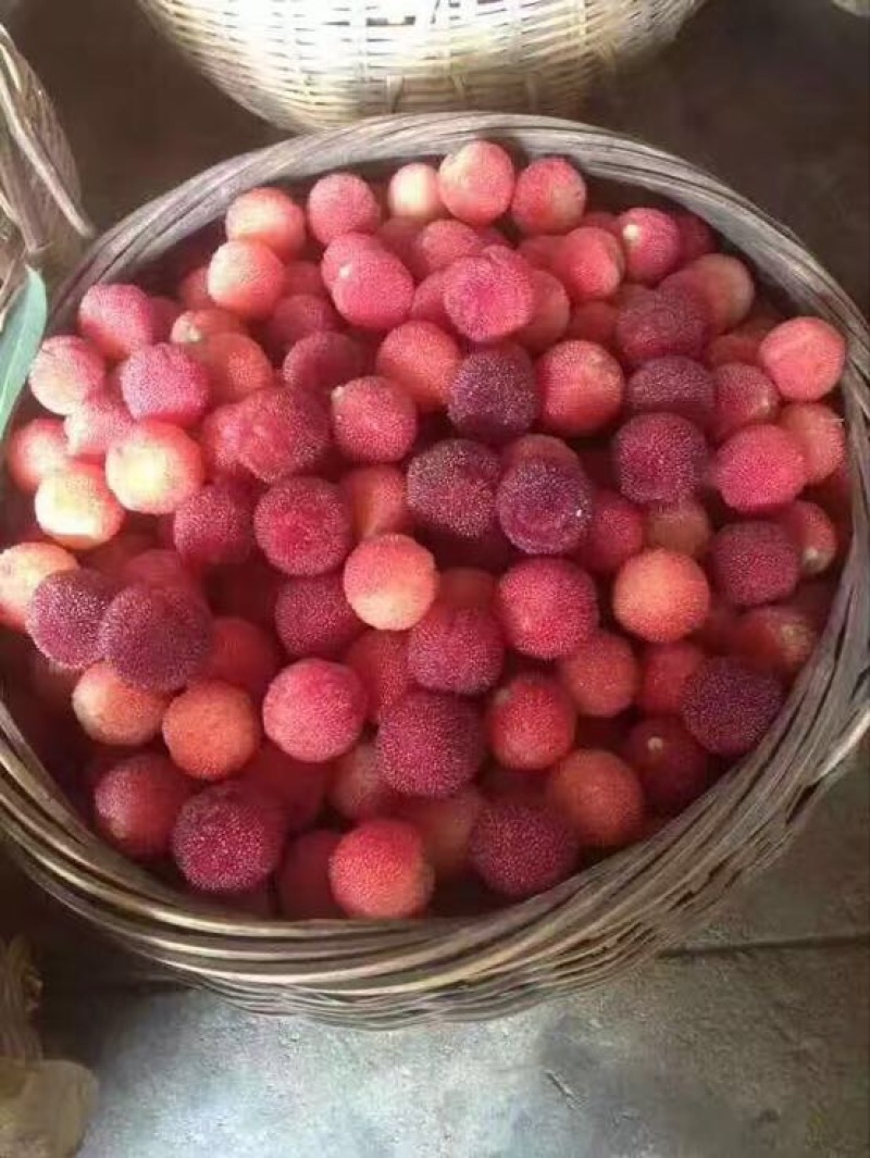 上虞二都杨梅