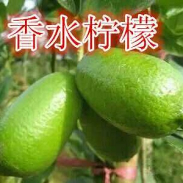 香水柠檬树苗50~80cm两年嫁接苗种植包邮