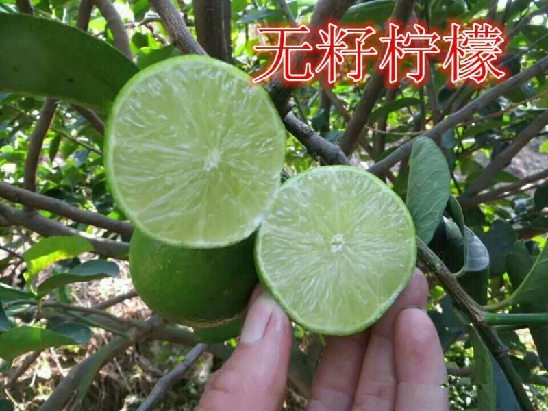 香水柠檬树苗50~80cm两年嫁接苗种植包邮