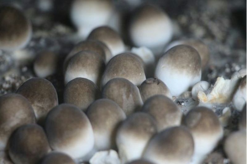 草菇4cm以上