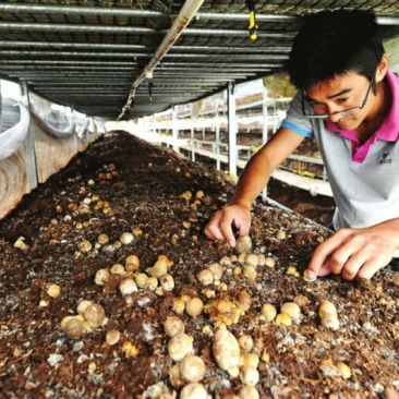 草菇4cm以上