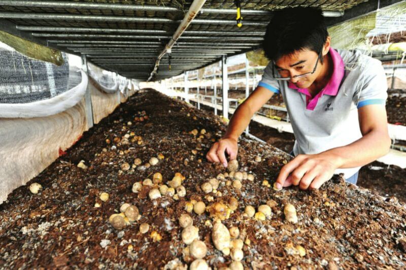草菇4cm以上