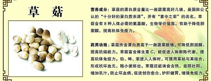 草菇4cm以上