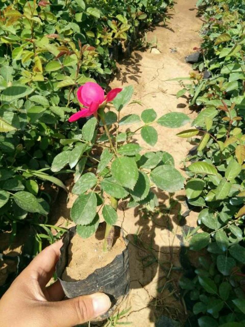 蔷薇含盆三季蔷薇鲁硕红