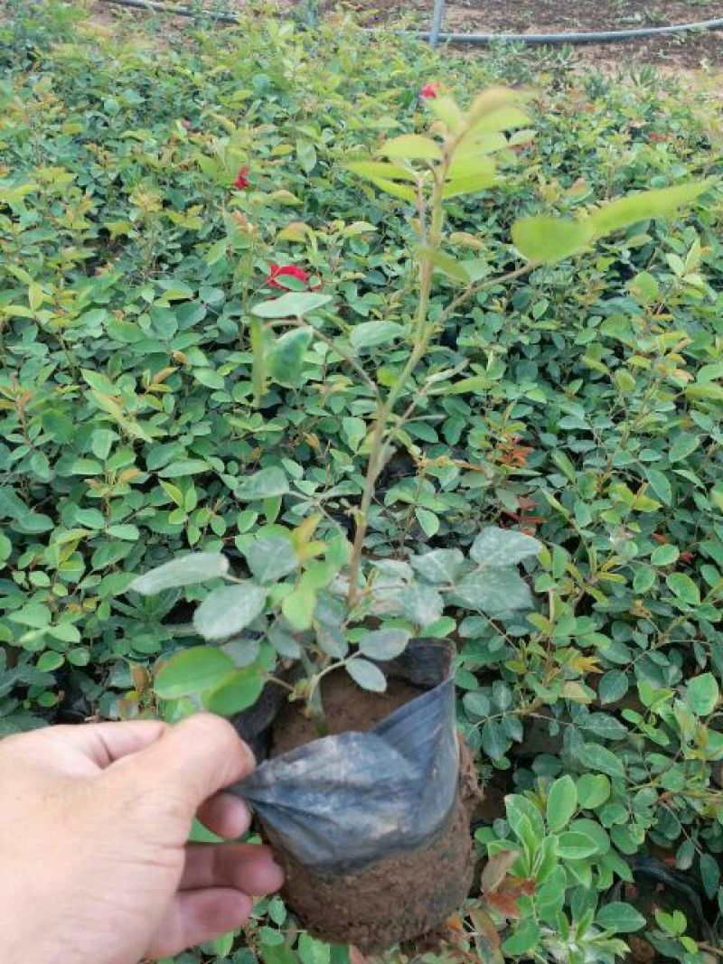 蔷薇含盆三季蔷薇鲁硕红