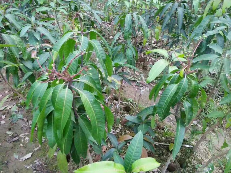 台农芒果嫁接苗南方北方可盆栽地栽庭院种植