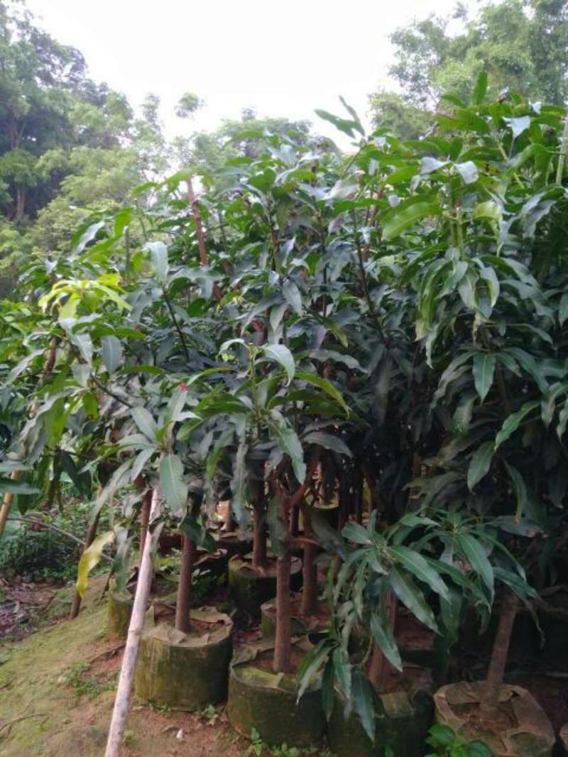 台农芒果嫁接苗南方北方可盆栽地栽庭院种植