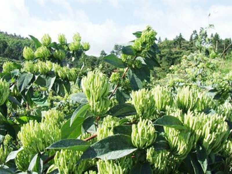 金银花苗花期长，高产品种
