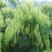 金银花苗花期长，高产品种