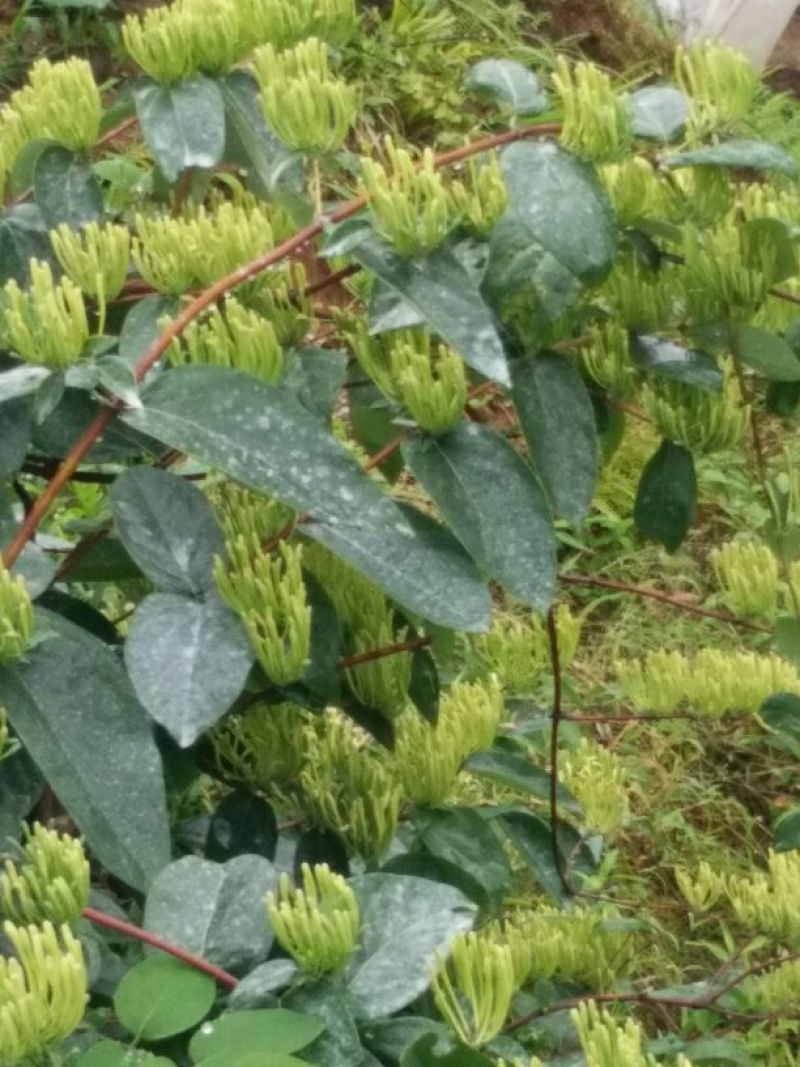 金银花苗花期长，高产品种