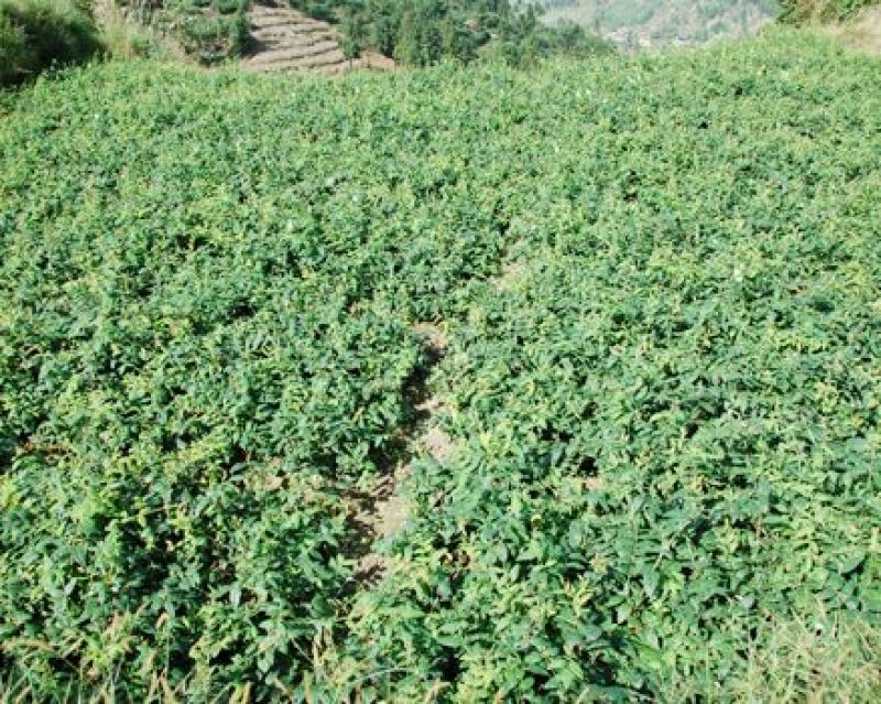 金银花苗花期长，高产品种