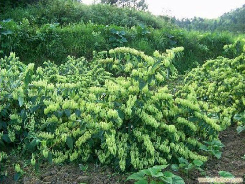 金银花苗花期长，高产品种