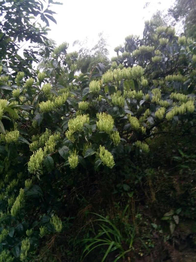 金银花苗花期长，高产品种