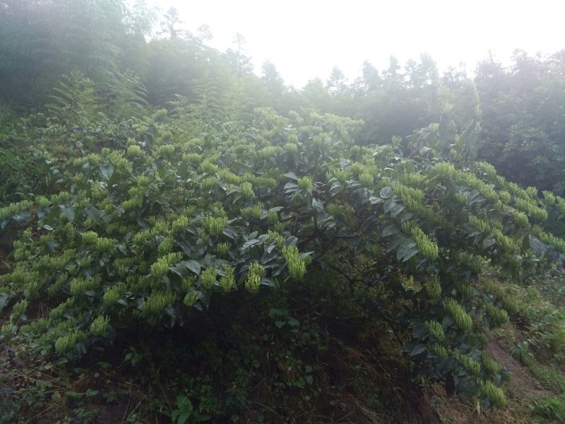 金银花苗花期长，高产品种