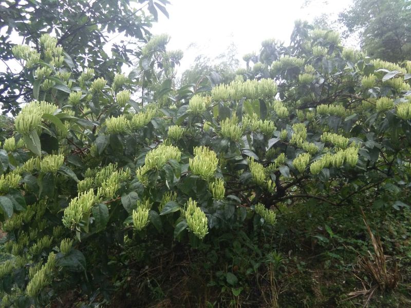 金银花苗花期长，高产品种