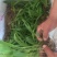 紫色三叉白芨种芽药典品种
