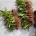 紫色三叉白芨种芽药典品种