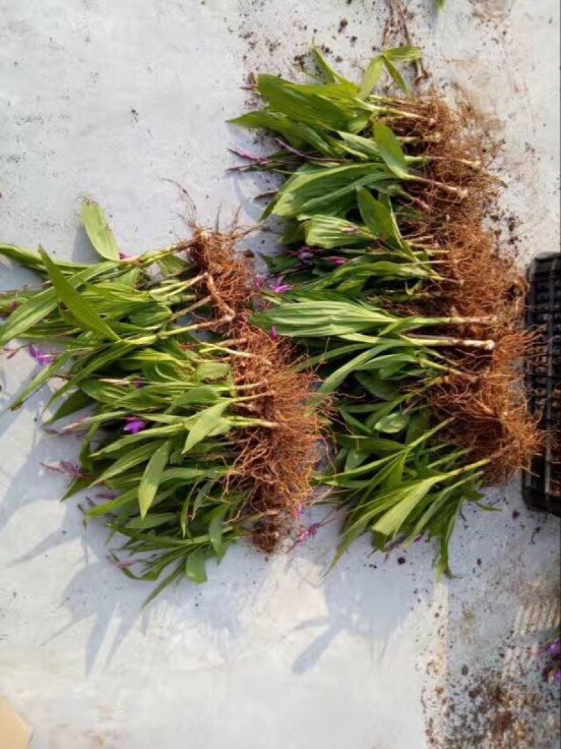 紫色三叉白芨种芽药典品种