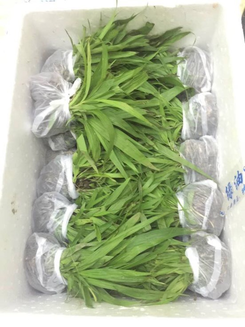 紫色三叉白芨种芽药典品种