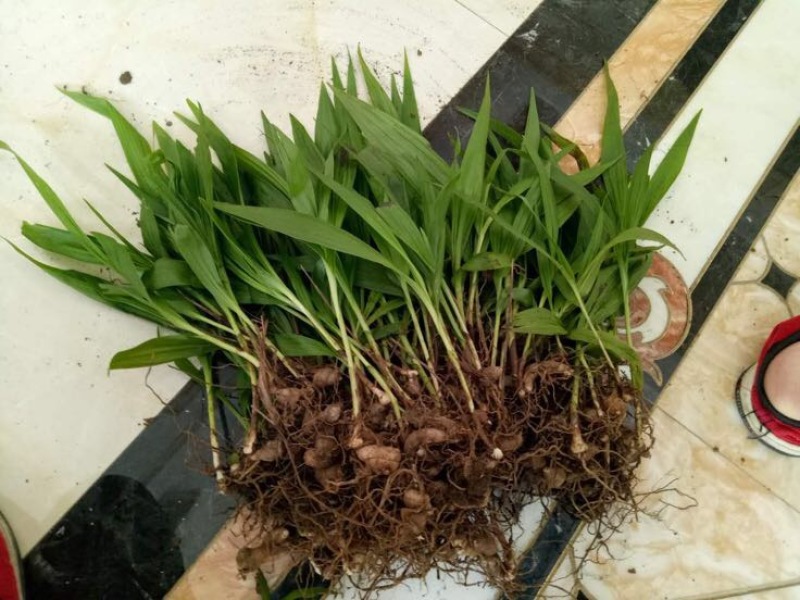 紫色三叉白芨种芽药典品种