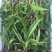 紫色三叉白芨种芽药典品种