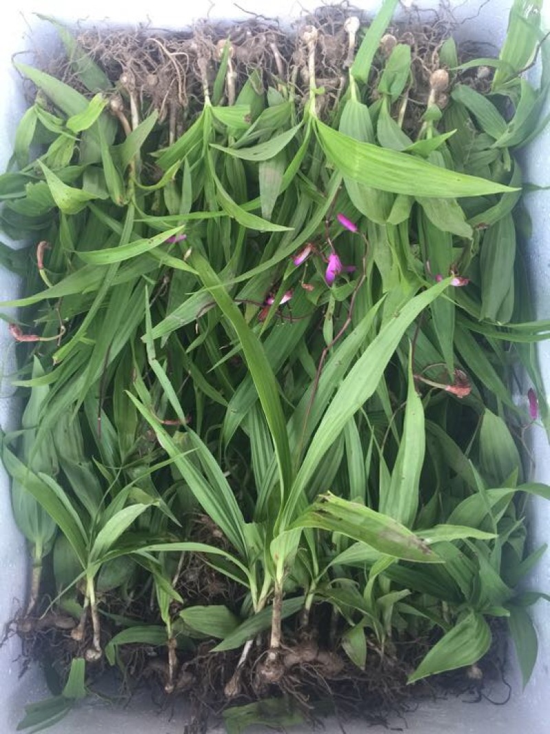 紫色三叉白芨种芽药典品种