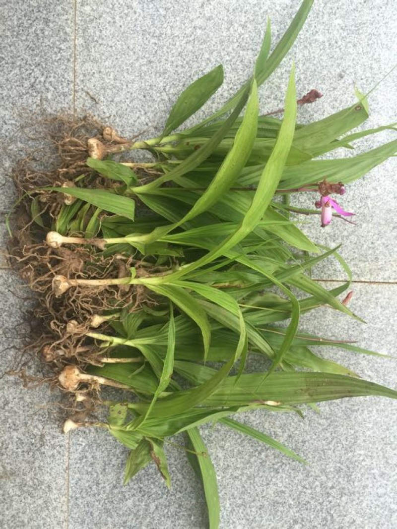 紫色三叉白芨种芽药典品种