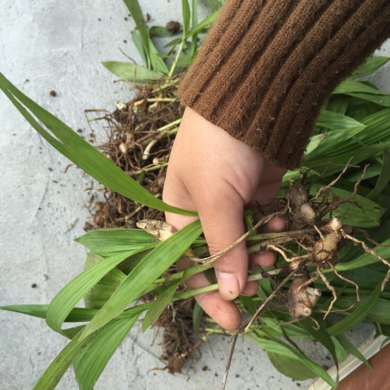 紫色三叉白芨种芽药典品种