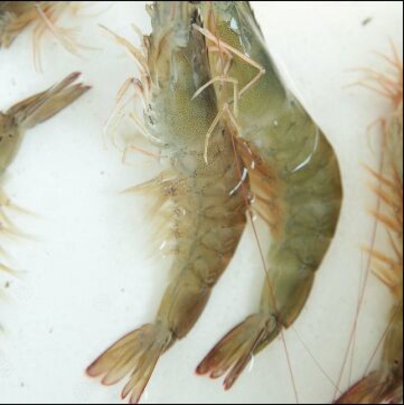 基围虾食用活虾