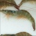 基围虾食用活虾