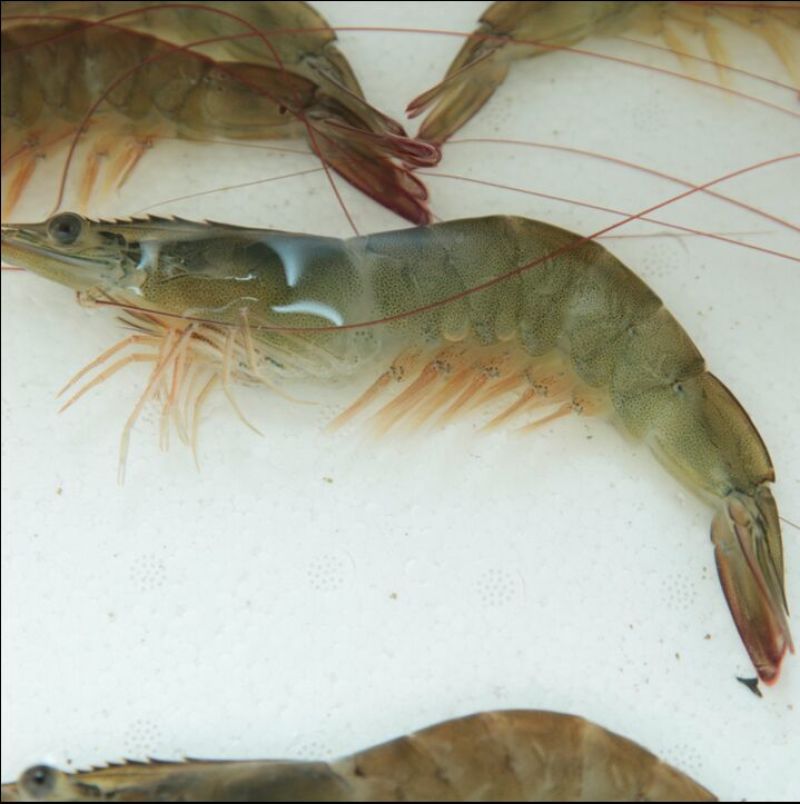 基围虾食用活虾