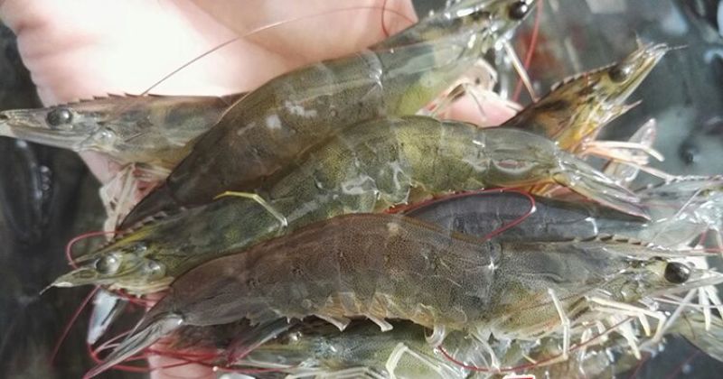 基围虾食用活虾