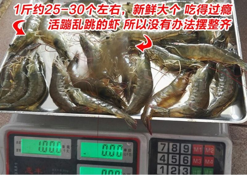 基围虾食用活虾
