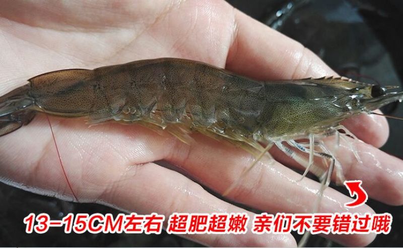 基围虾食用活虾