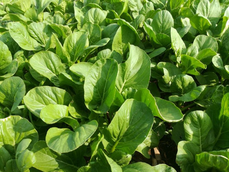 白菜苔30~40厘米