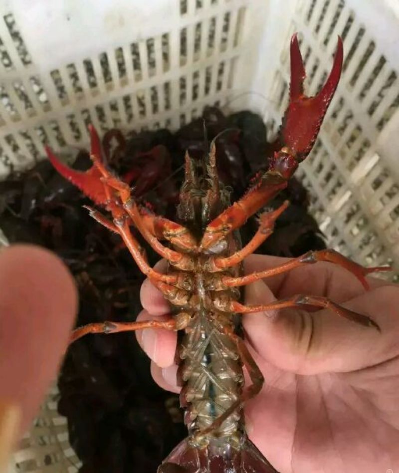克氏原螯虾食用6~8钱活虾小龙虾主养